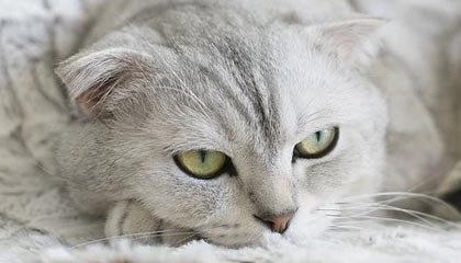 蒯曼3-1战胜赫尔希 晋级WTT新加坡大满贯16强