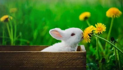 文班亚马64场踩线:再缺1场,MVP直接除名